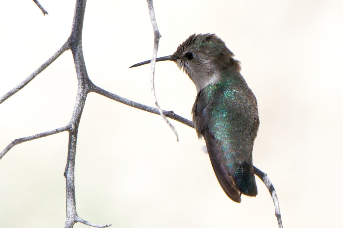 Costa's Hummingbird - ML554863361