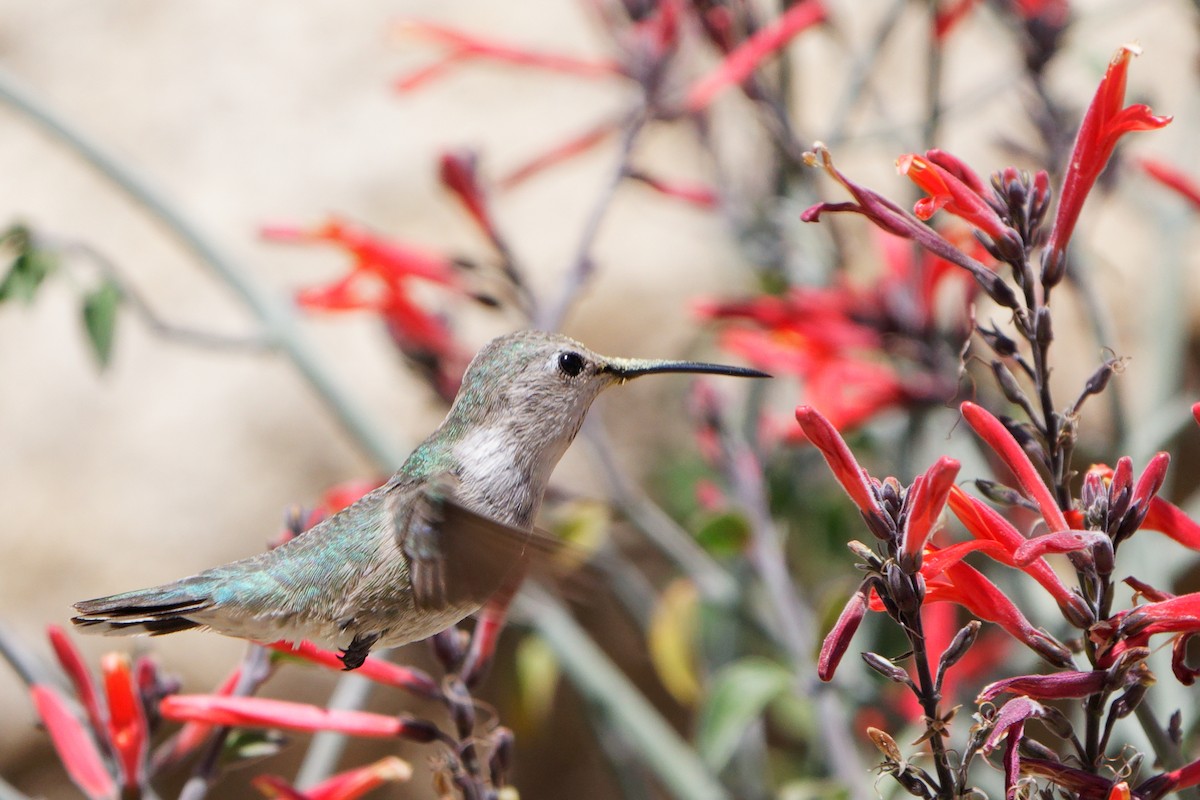 Costa's Hummingbird - ML554863411