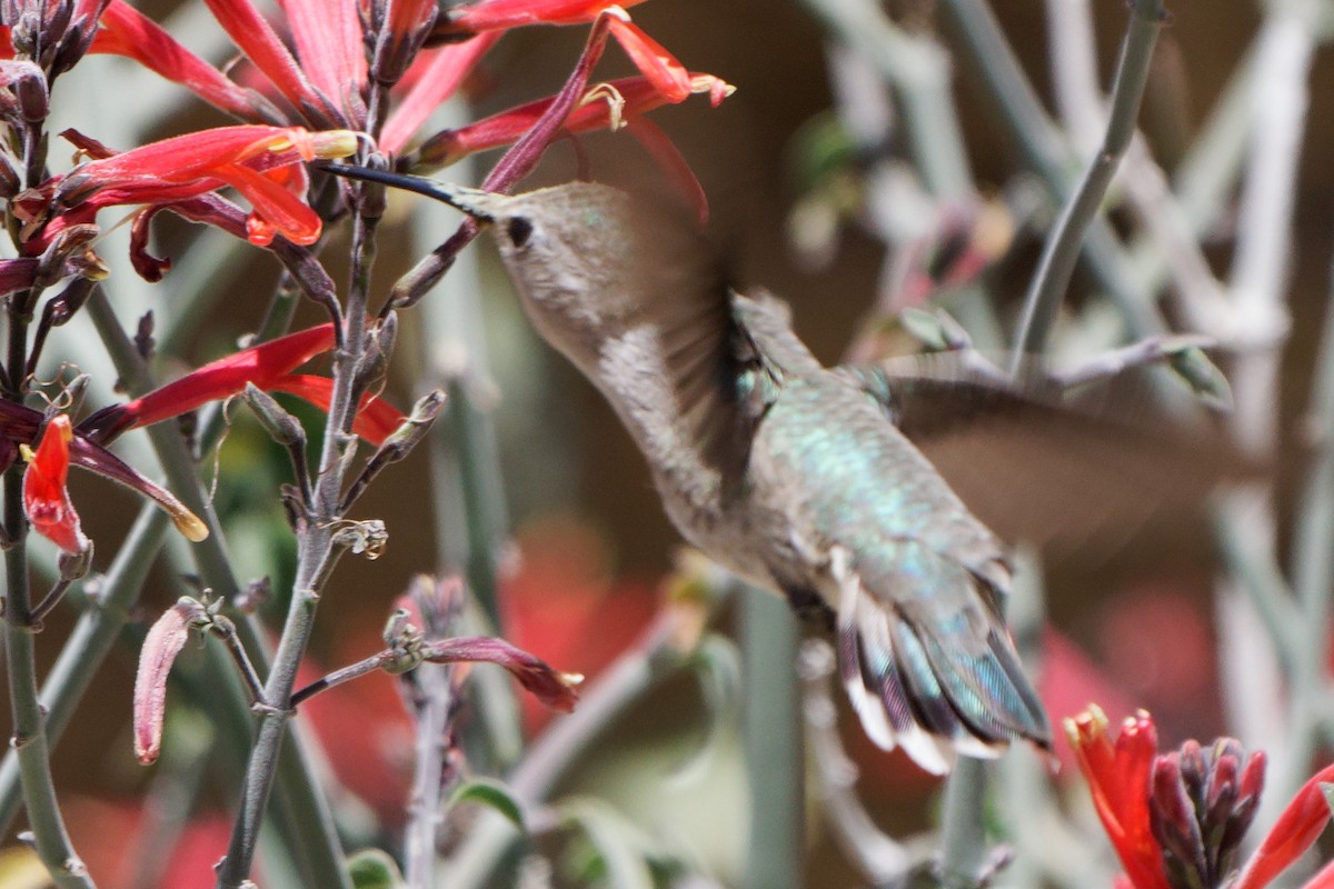 Costa's Hummingbird - ML554863421
