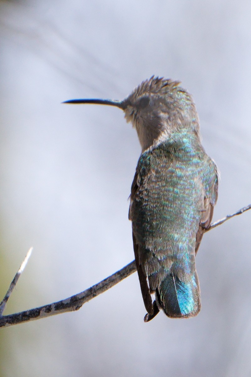 Costa's Hummingbird - ML554863551