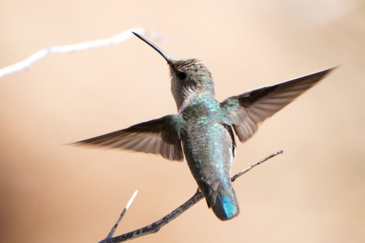 Costa's Hummingbird - ML554863571