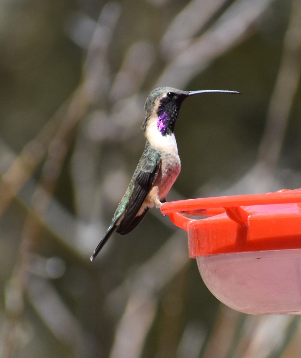 EBird Checklist - 7 Apr 2023 - Ash Canyon Bird Sanctuary (closed ...