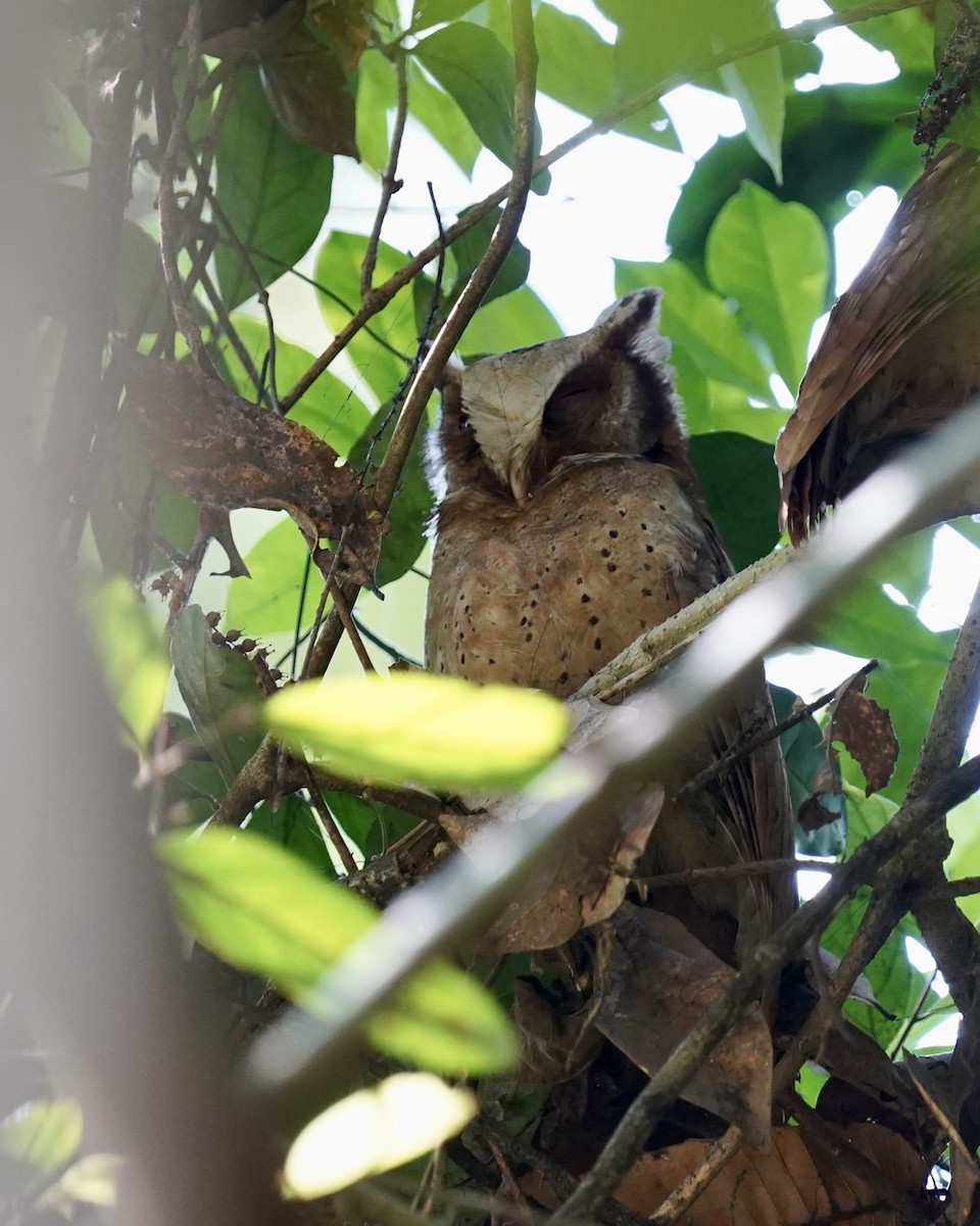 White-fronted Scops-Owl - ML554872431