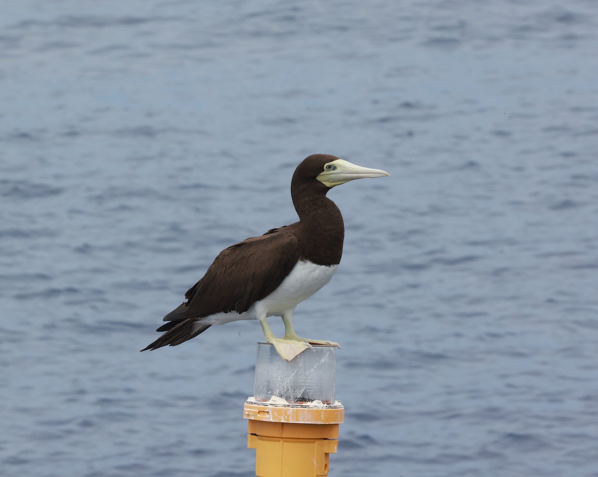 Brown Booby (Forster's) - ML554876381