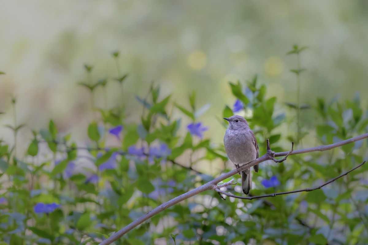 Townsend's Solitaire - ML554877001