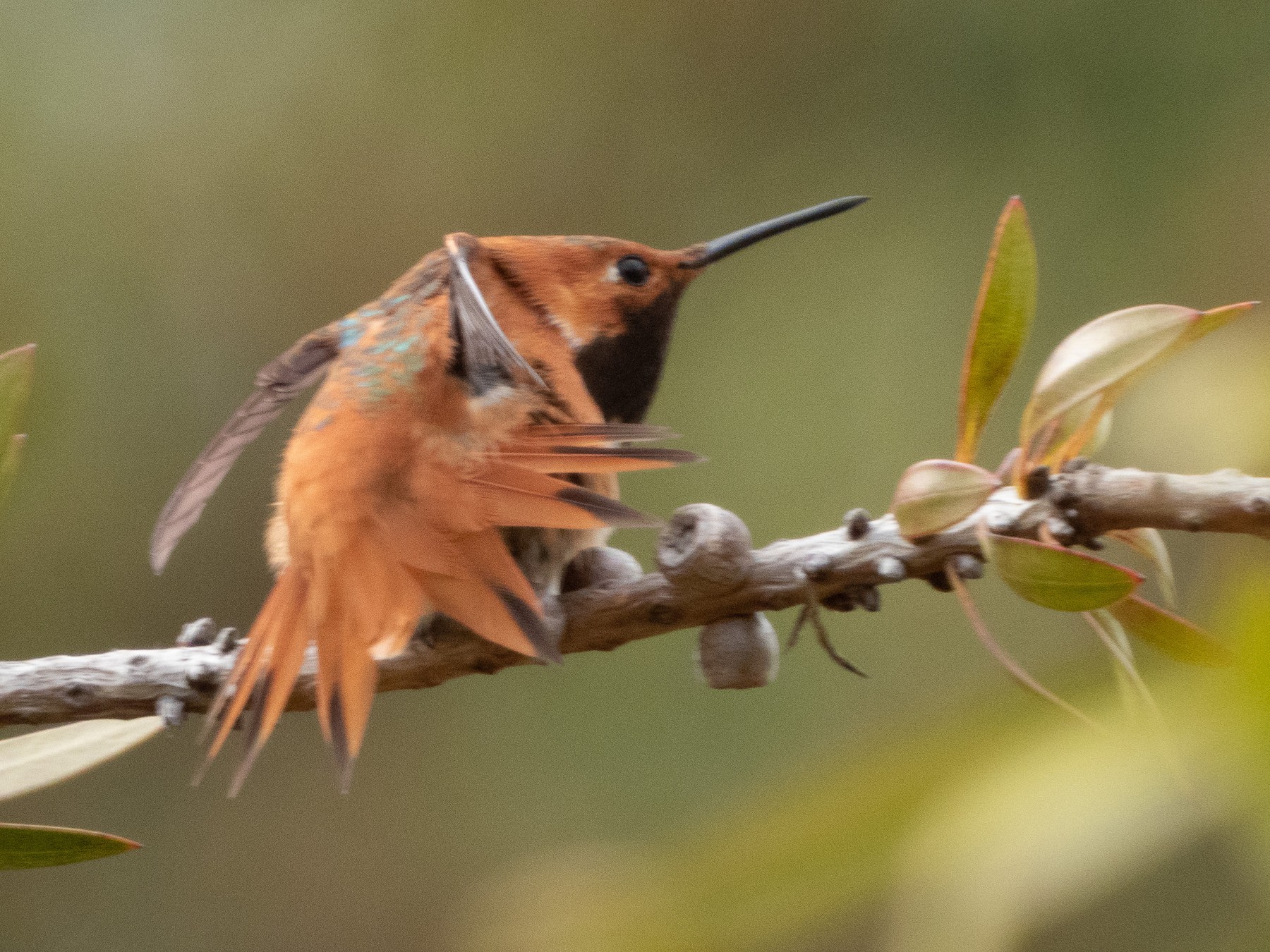 Rufous x Allen's Hummingbird (hybrid) - eBird