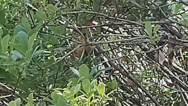 Hawaii-Akepakleidervogel - ML554881111