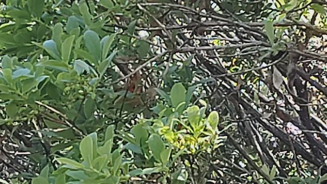 Hawaii-Akepakleidervogel - ML554881661