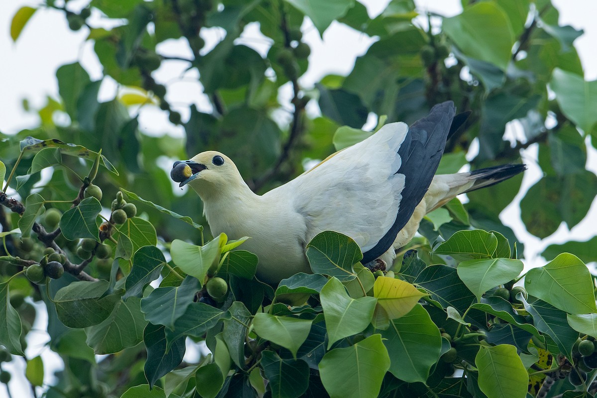 Pied Imperial-Pigeon - ML554886701