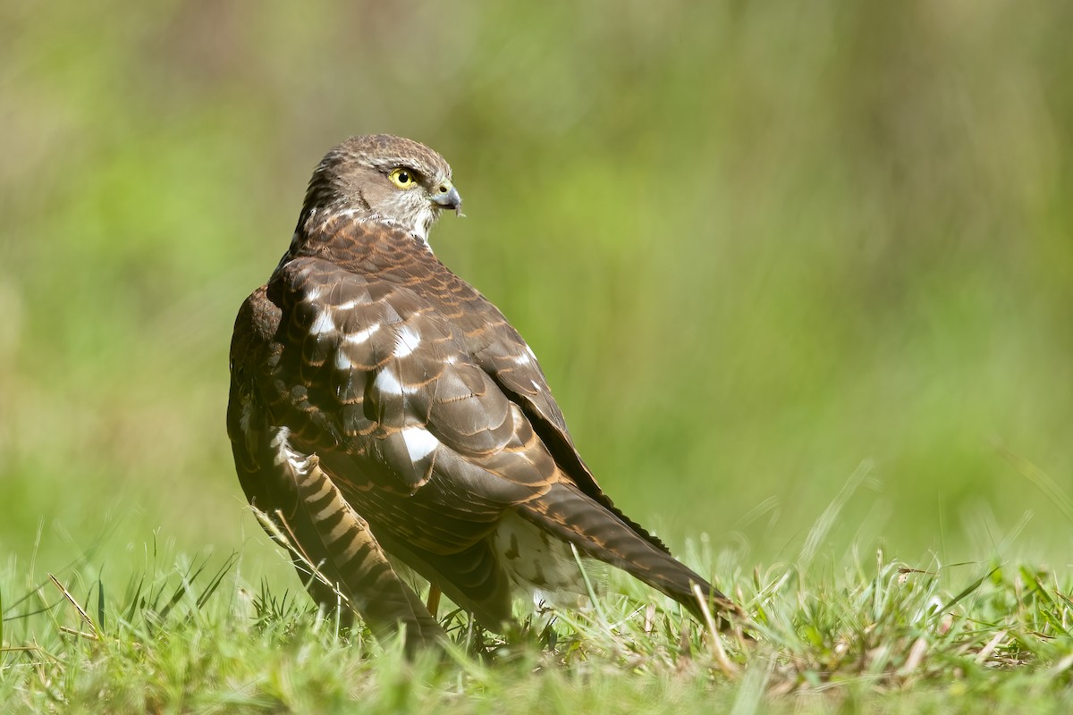 Collared Sparrowhawk - ML554890791