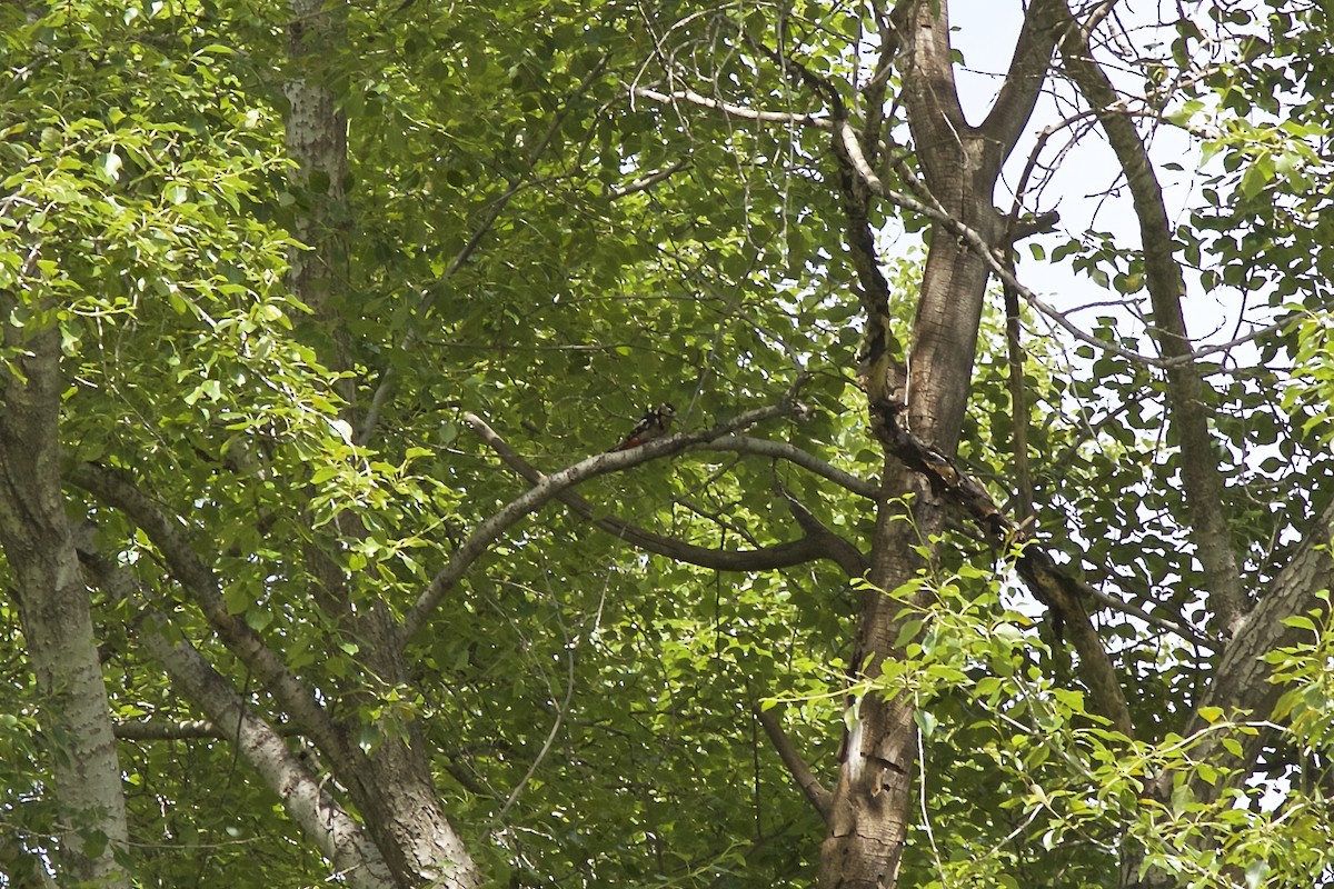 Great Spotted Woodpecker - ML554892901
