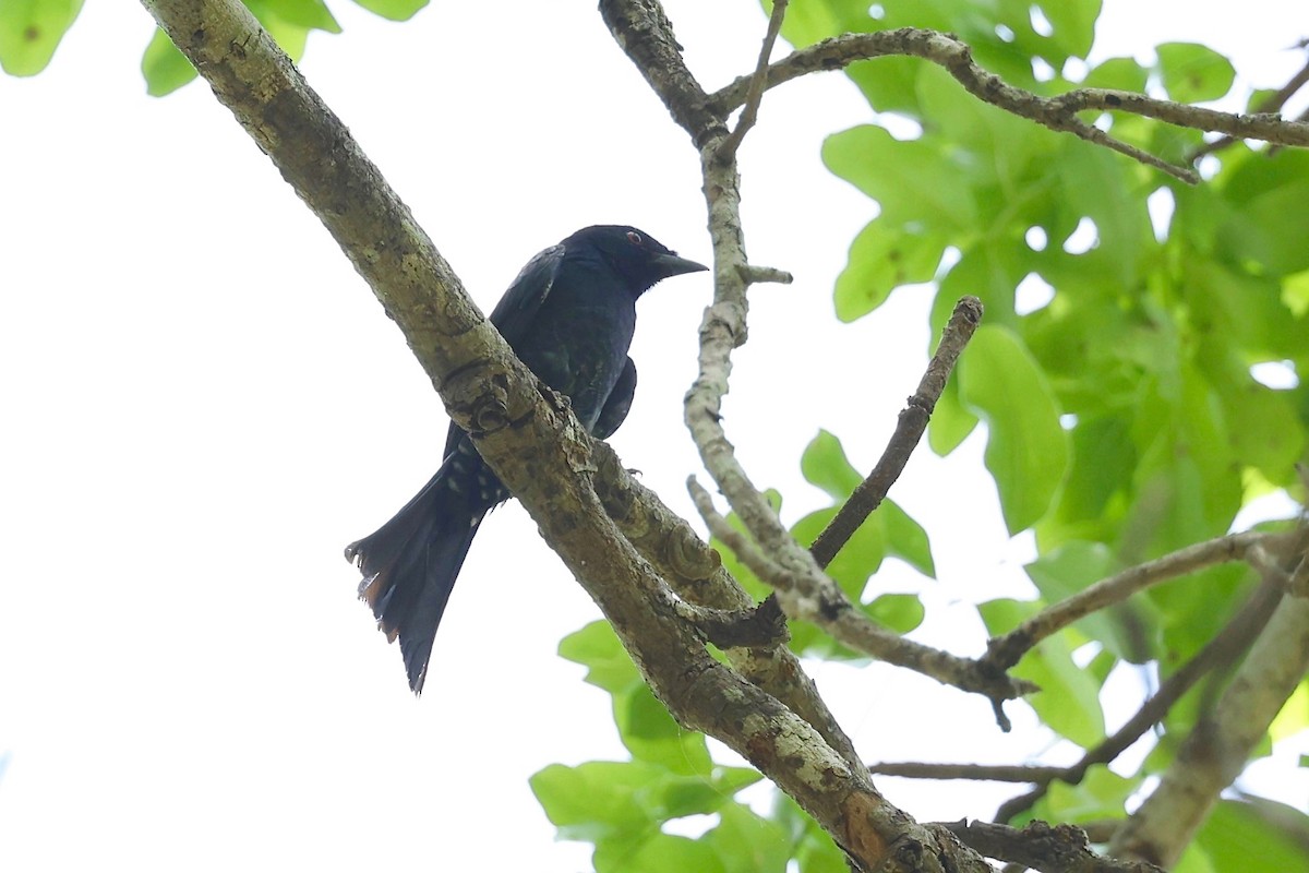 Western Square-tailed Drongo - ML554893021