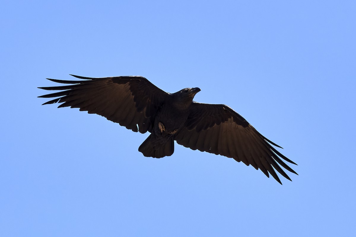 Fan-tailed Raven - ML554893051