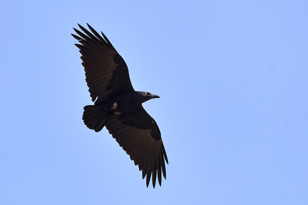 Fan-tailed Raven - ML554893071