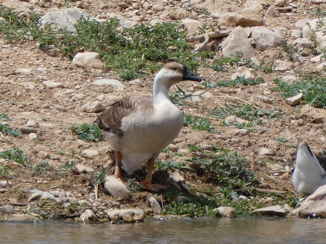 geese austin