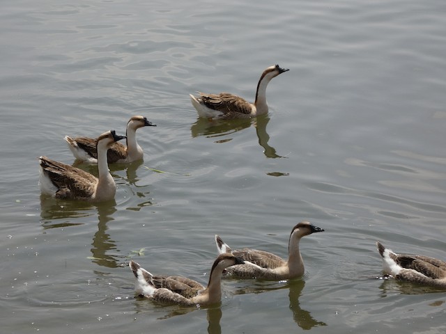 geese austin