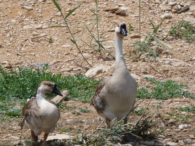 geese austin