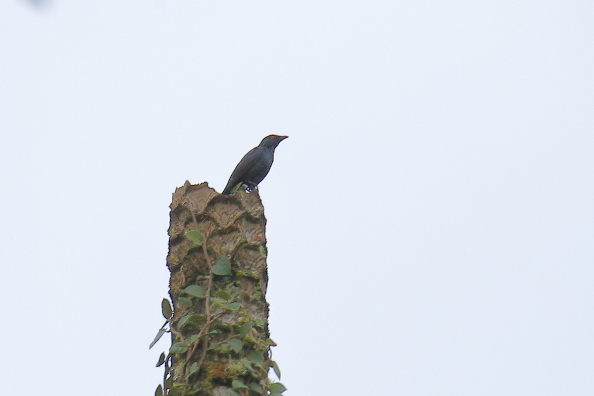 Short-tailed Starling - Yung-Kuan Lee