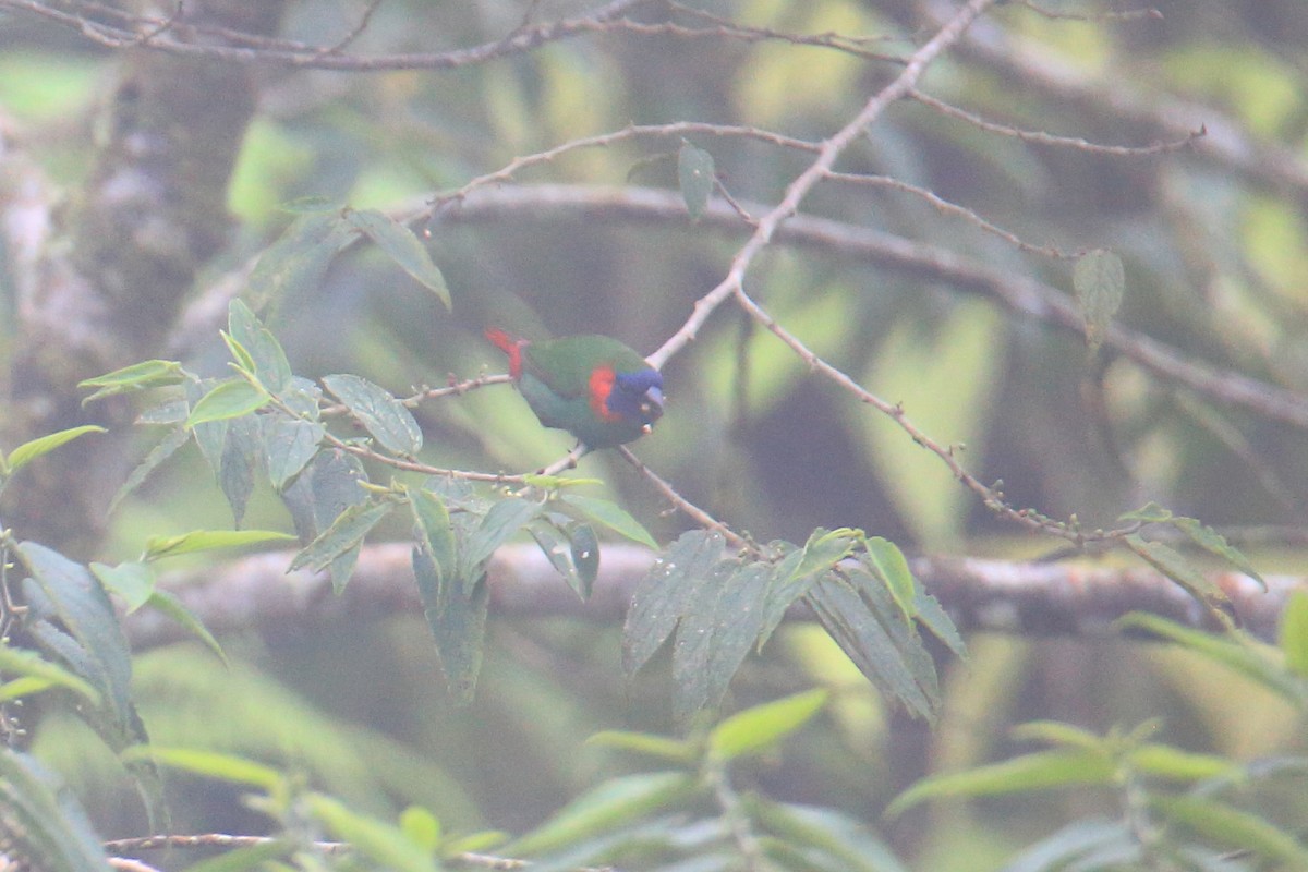 Red-eared Parrotfinch - Yung-Kuan Lee