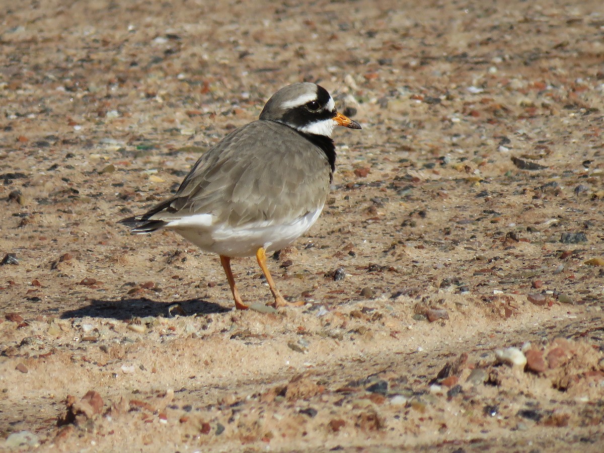 Common Ringed Plover - ML554902081