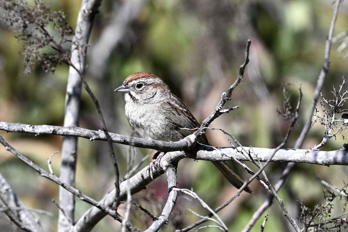 Rufous-crowned Sparrow - ML554902761