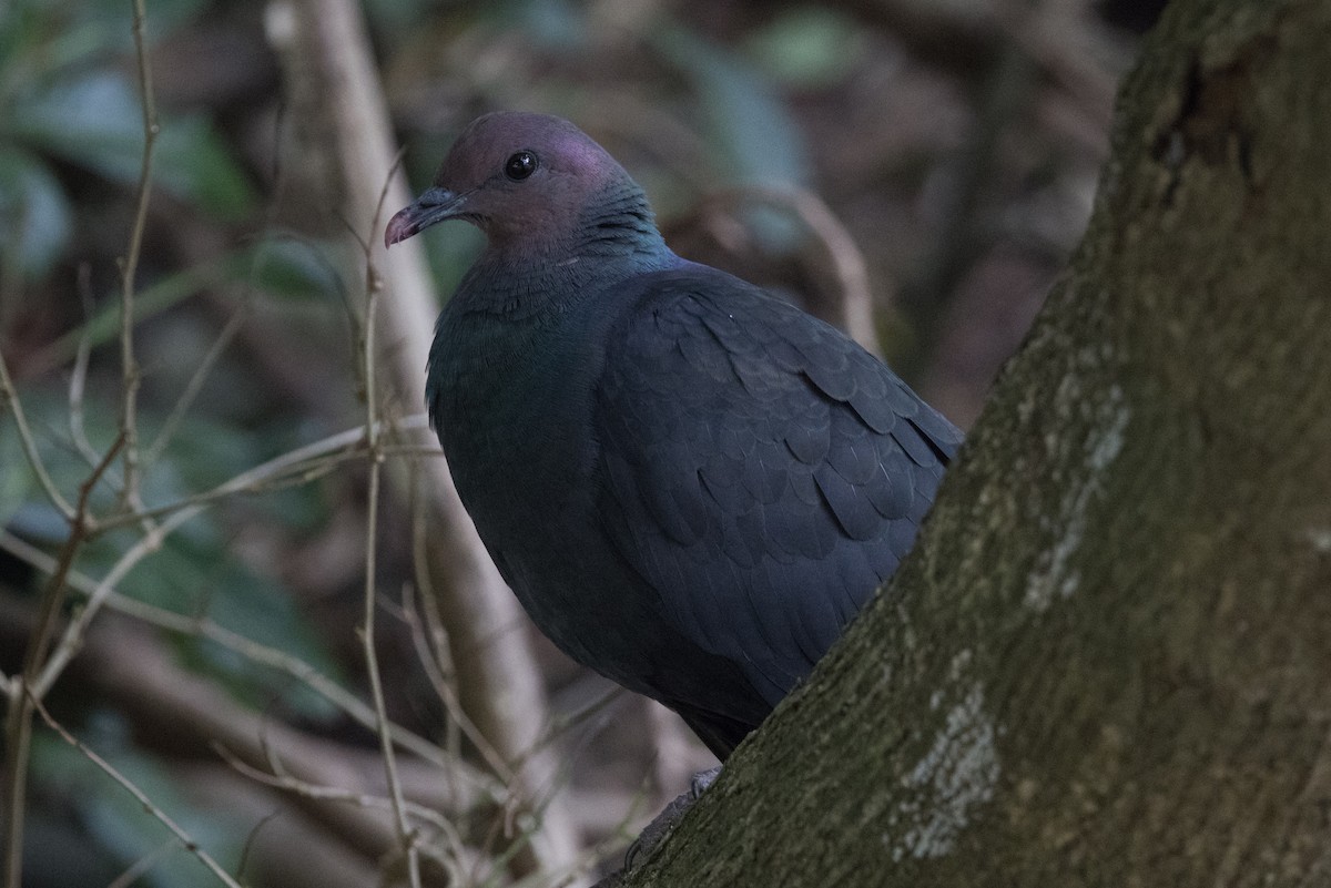 Black Wood-Pigeon - ML554909721
