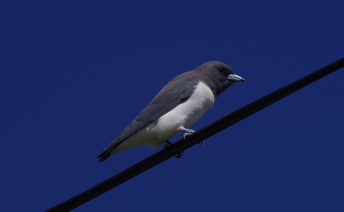 White-breasted Woodswallow - ML554912001