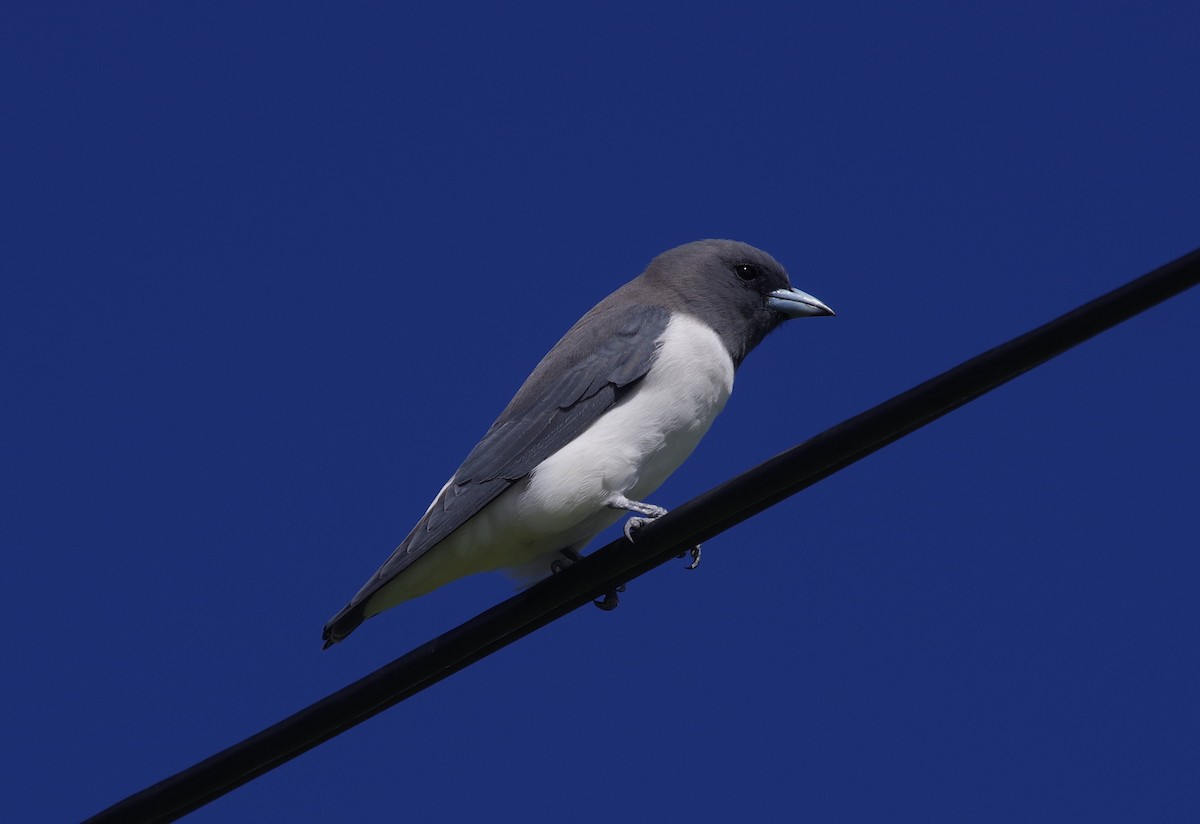 White-breasted Woodswallow - ML554912011