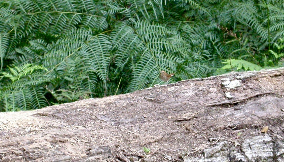 Rufous-tailed Robin - ML554919391