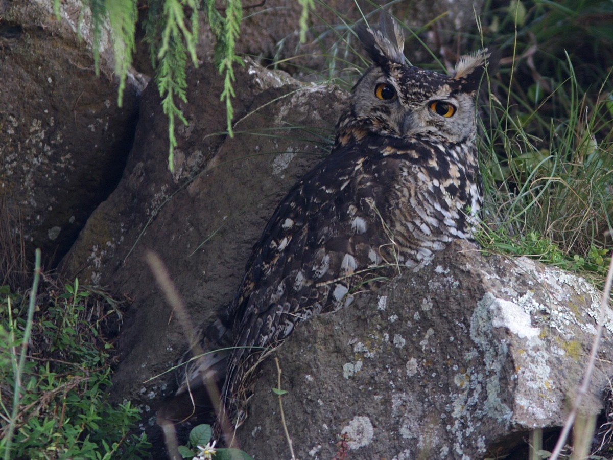 Cape Eagle-Owl (Northern) - ML554920431