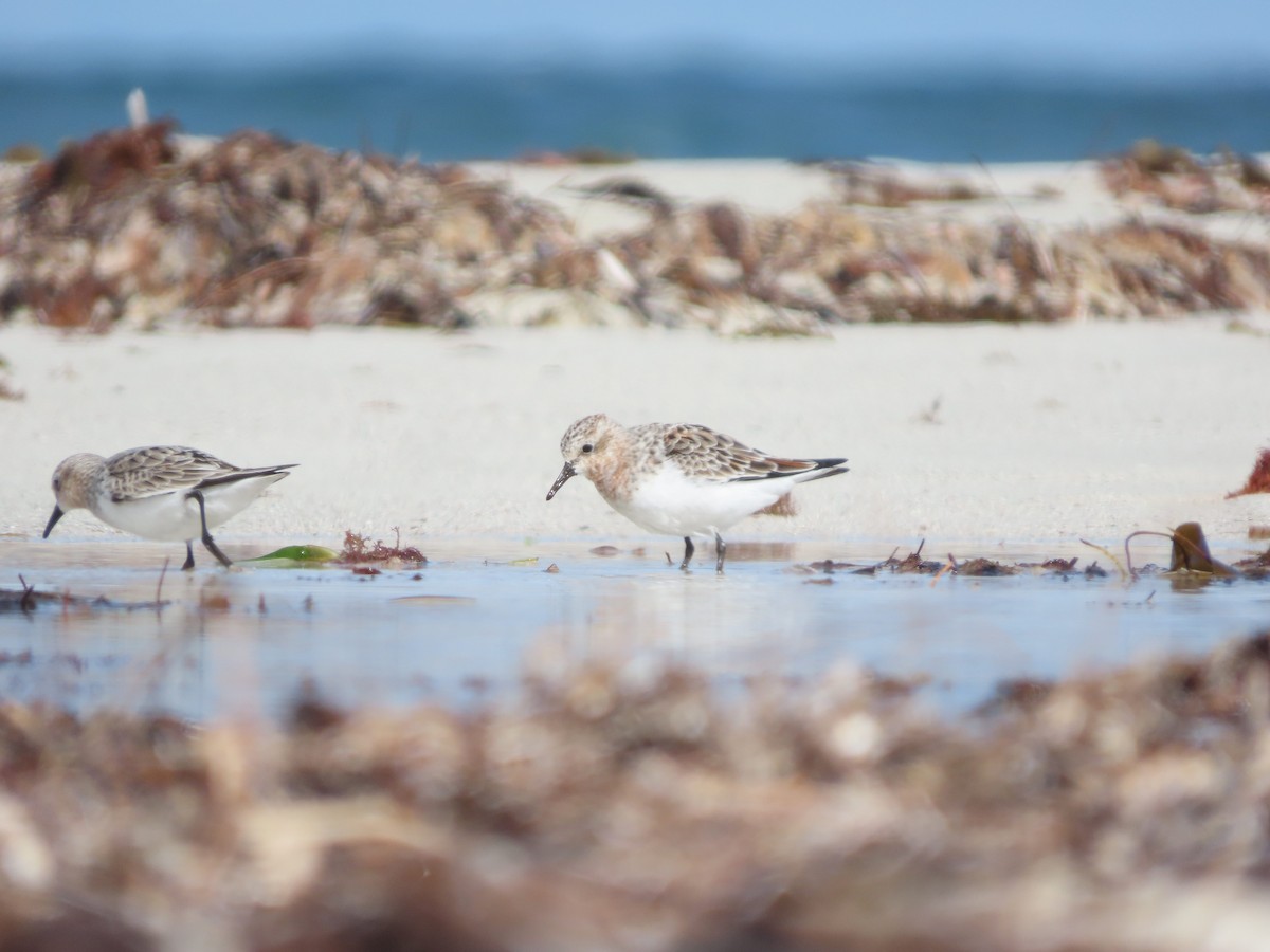 Red-necked Stint - Samuel Gale