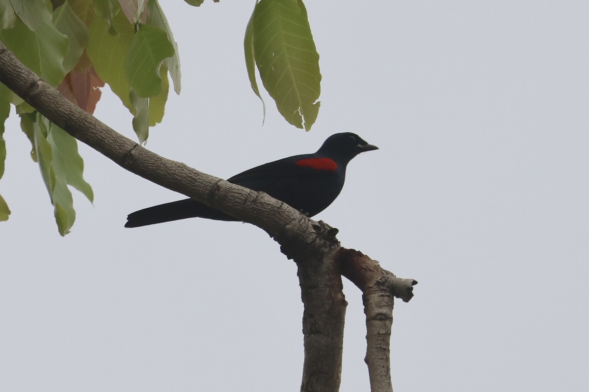 Red-shouldered Cuckooshrike - ML554928821