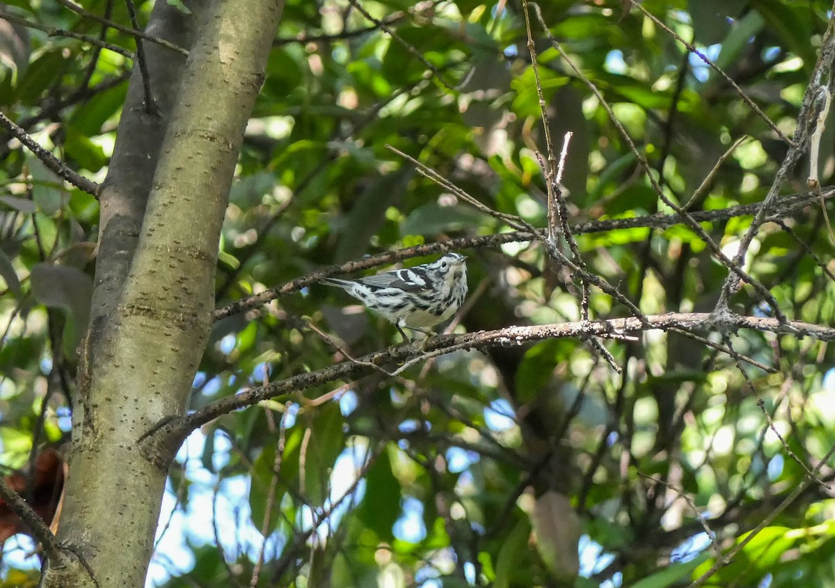 Black-and-white Warbler - ML554933421