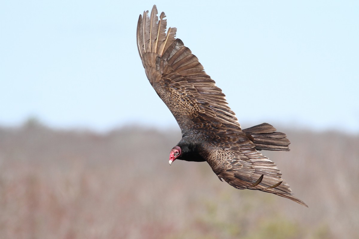 Turkey Vulture - Evan Lipton