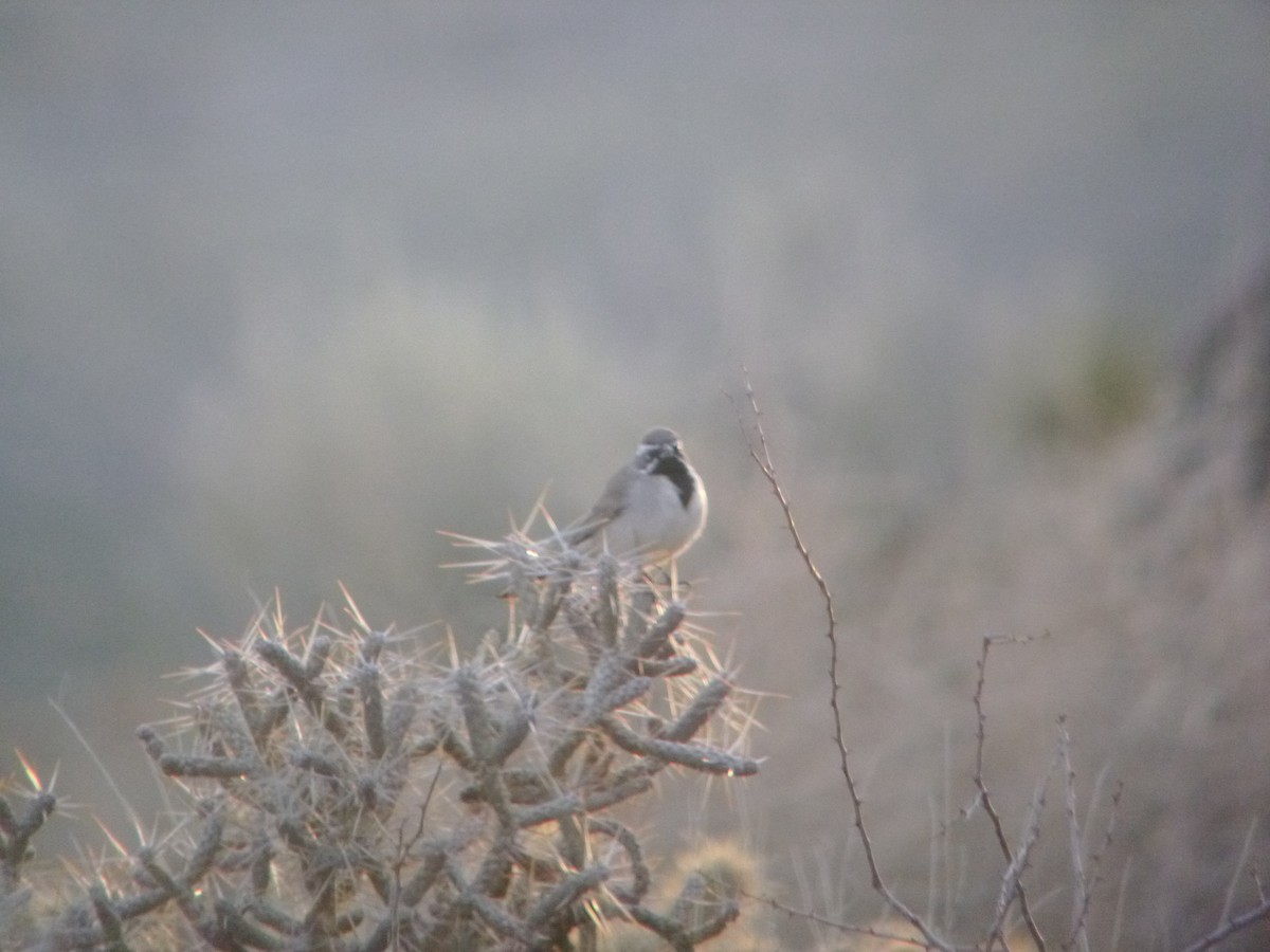 Black-throated Sparrow - ML554946231