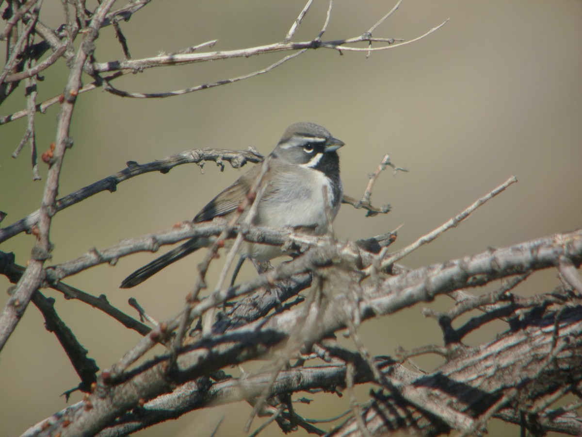 Black-throated Sparrow - ML554946341