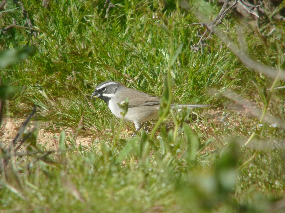 Black-throated Sparrow - ML554946351
