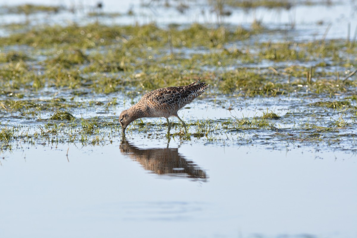 Long-billed Dowitcher - ML55494861