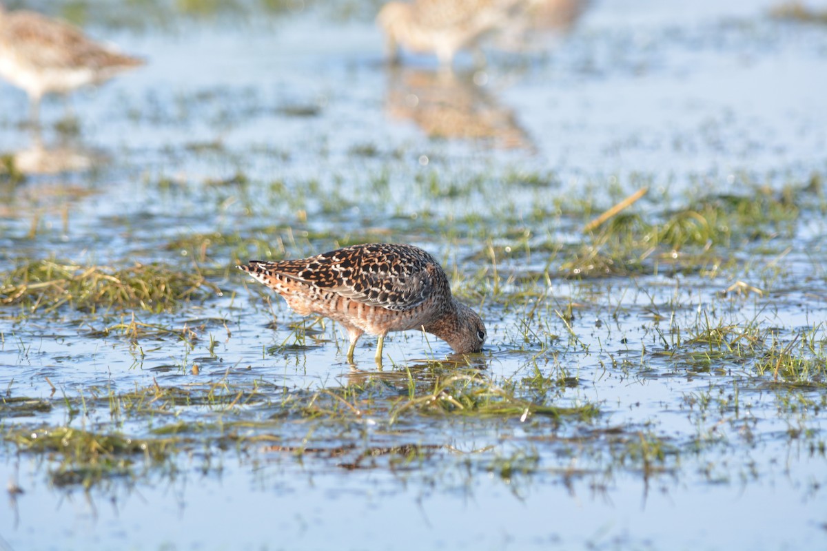 Long-billed Dowitcher - ML55494881