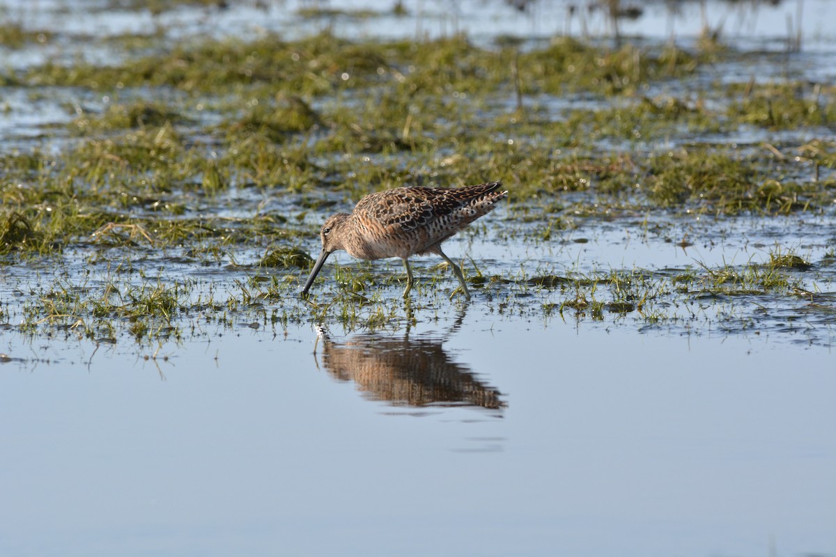 Long-billed Dowitcher - ML55494901