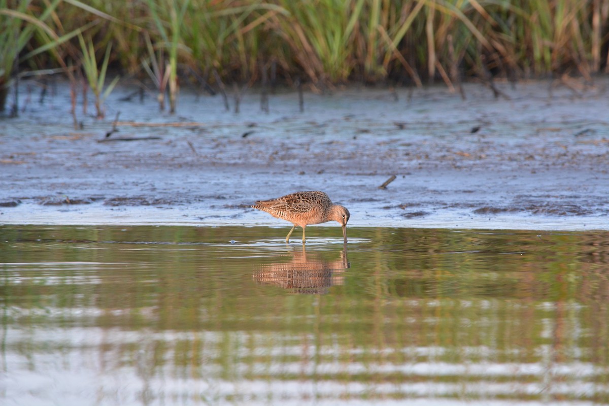 Long-billed Dowitcher - ML55494911