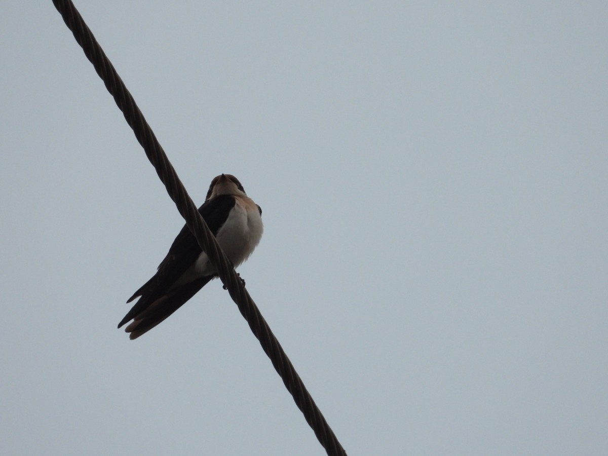 Wire-tailed Swallow - ML554951701