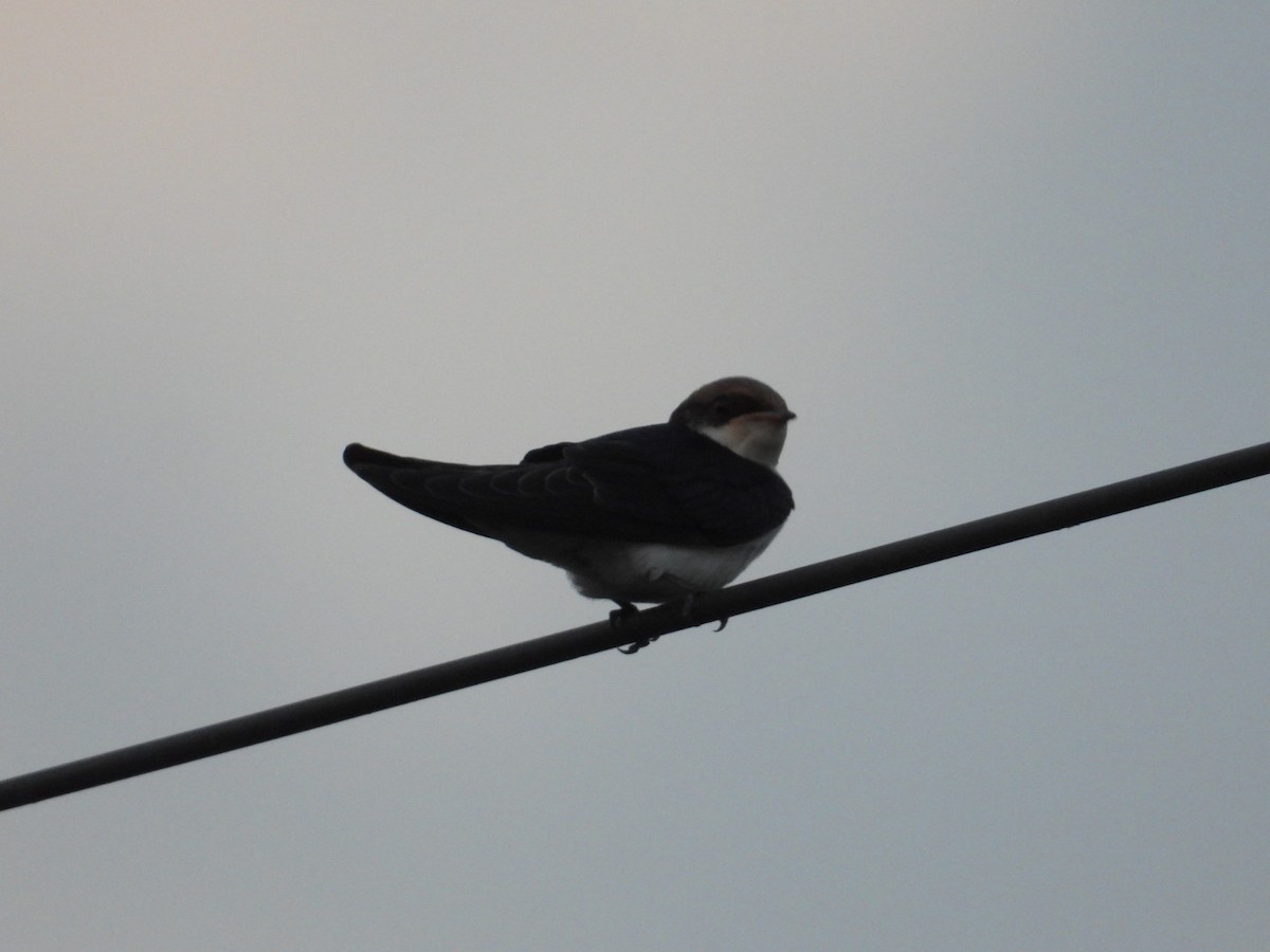 Wire-tailed Swallow - ML554951711
