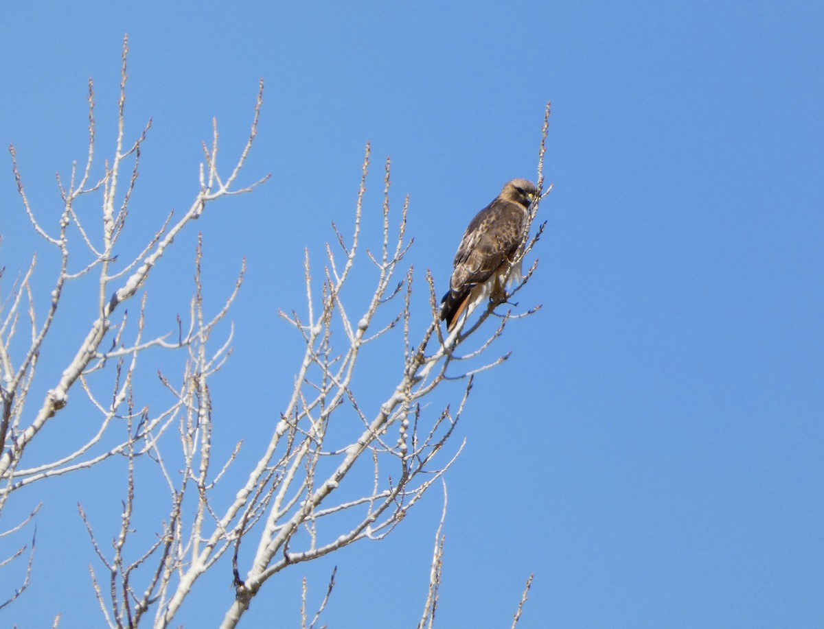 Red-tailed Hawk - ML554952691