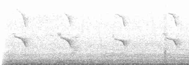 Банкивский петух (Одомашенного вида) - ML554958011