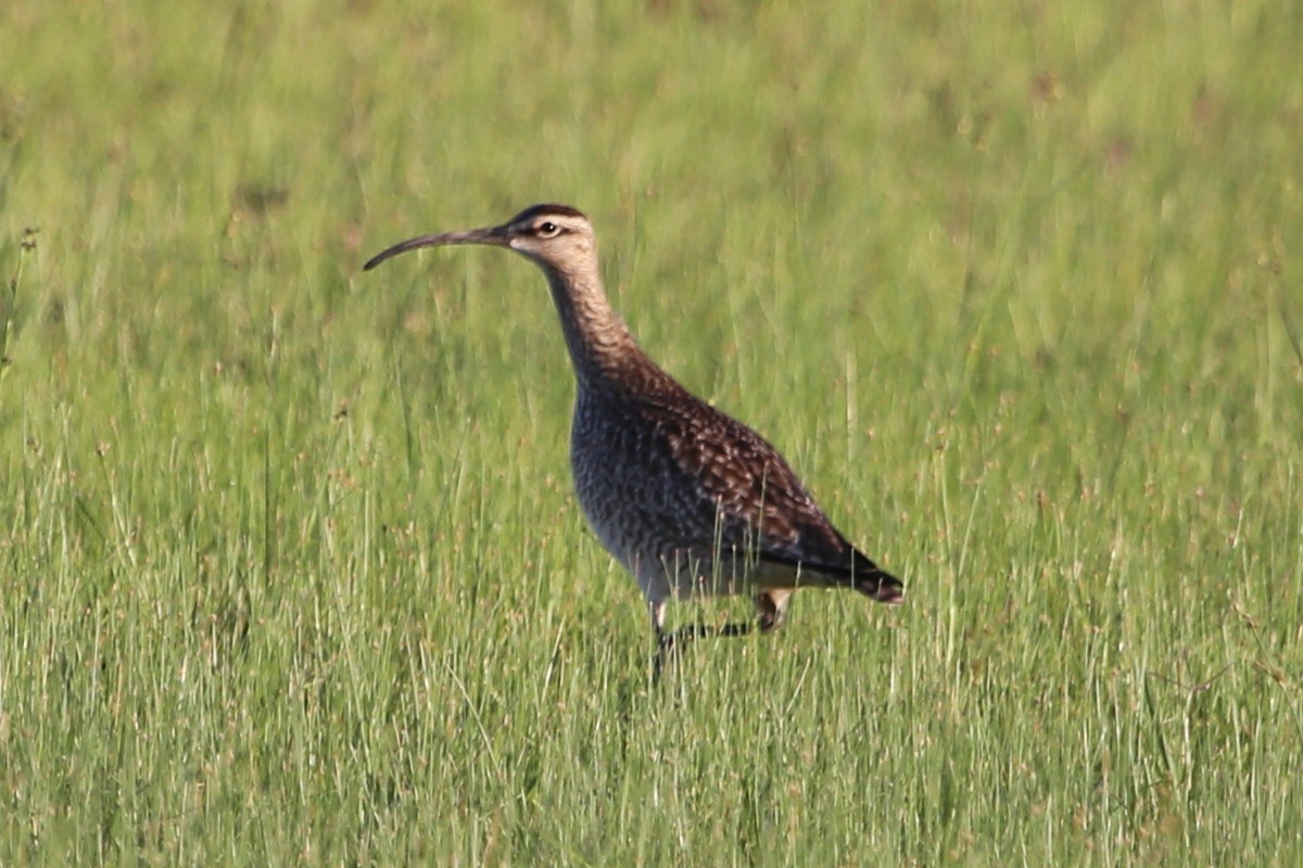 Whimbrel - Greg Page