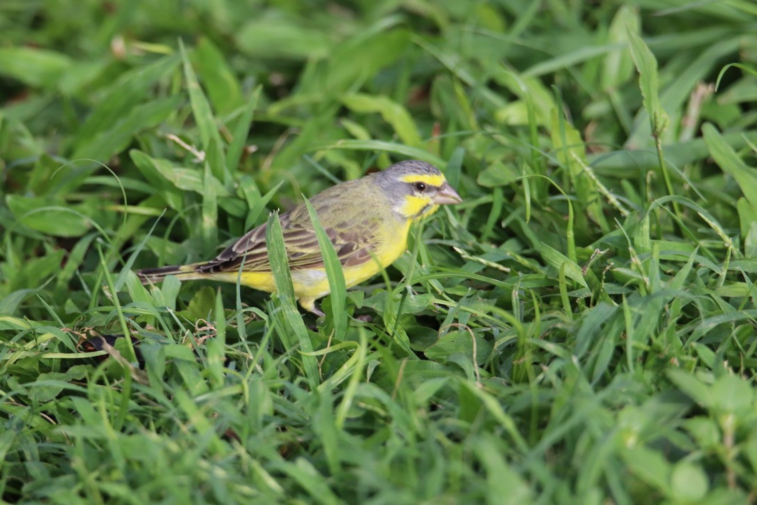 Yellow-fronted Canary - ML554959661
