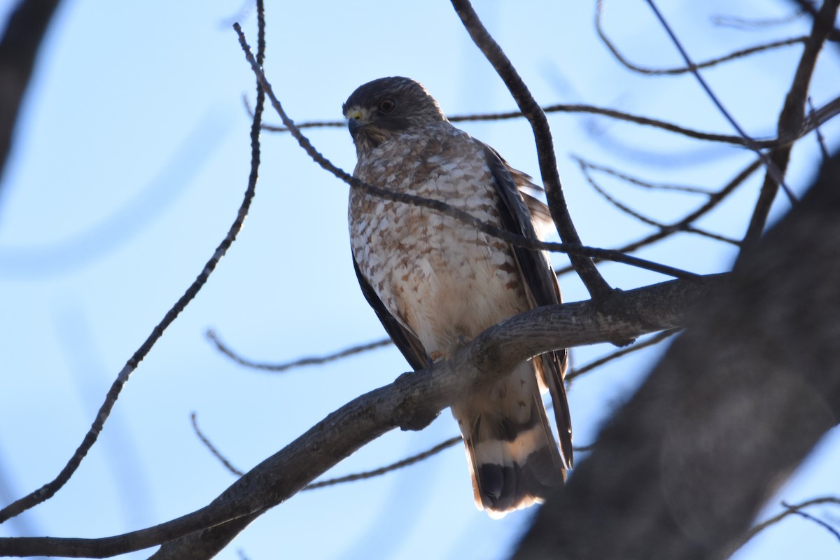 Broad-winged Hawk (Northern) - ML55495981