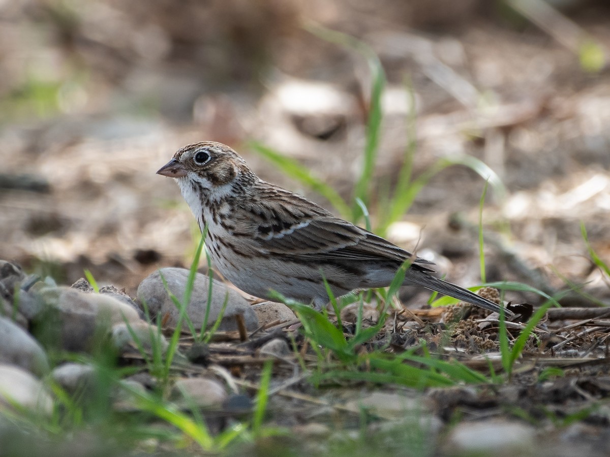 Vesper Sparrow - ML554961071