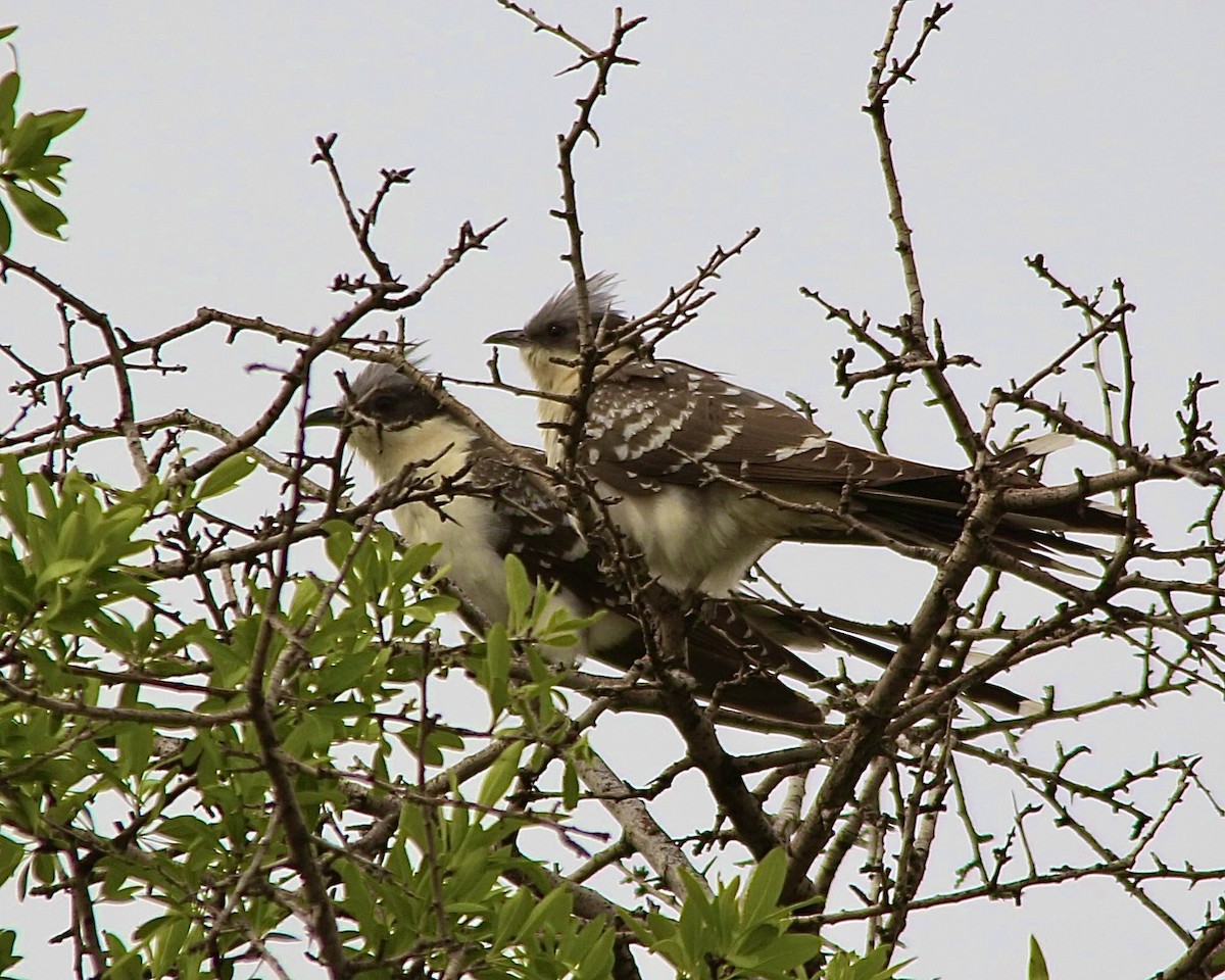Great Spotted Cuckoo - ML554962751